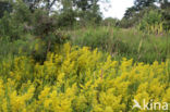 Geel walstro (Galium verum)