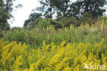 Geel walstro (Galium verum)