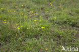 Geel zonneroosje (Helianthemum nummularium) 