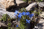 Gentiana brachyphylla