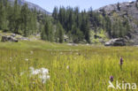 Spotted orchid (Dactylorhiza maculata)