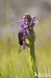 Spotted orchid (Dactylorhiza maculata)