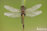 Gevlekte witsnuitlibel (Leucorrhinia pectoralis) 