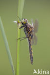 Gevlekte witsnuitlibel (Leucorrhinia pectoralis) 