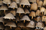 Gewone glimmerinktzwam (Coprinus micaceus)