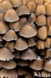 Gewone glimmerinktzwam (Coprinus micaceus)