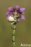 Flower Queen (Misumena vatia)