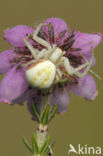 Gewone kameleonspin (Misumena vatia)