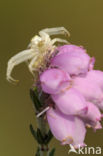 Gewone kameleonspin (Misumena vatia)