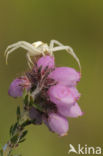 Gewone kameleonspin (Misumena vatia)