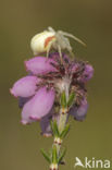 Gewone kameleonspin (Misumena vatia)