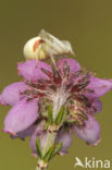 Gewone kameleonspin (Misumena vatia)