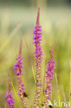 Purple Loosestrife (Lythrum salicaria)