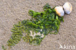 Common Cockle (Cerastoderma edule)