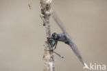 Black-tailed Skimmer (Orthetrum cancellatum)