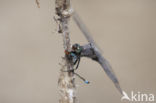 Black-tailed Skimmer (Orthetrum cancellatum)