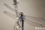 Black-tailed Skimmer (Orthetrum cancellatum)