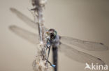 Black-tailed Skimmer (Orthetrum cancellatum)