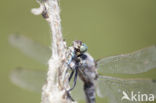 Black-tailed Skimmer (Orthetrum cancellatum)