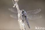 Black-tailed Skimmer (Orthetrum cancellatum)