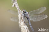 Black-tailed Skimmer (Orthetrum cancellatum)