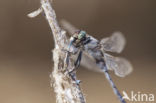 Black-tailed Skimmer (Orthetrum cancellatum)