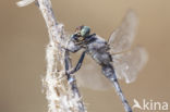 Black-tailed Skimmer (Orthetrum cancellatum)