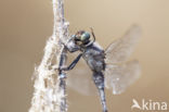 Black-tailed Skimmer (Orthetrum cancellatum)