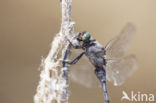 Black-tailed Skimmer (Orthetrum cancellatum)