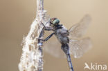 Black-tailed Skimmer (Orthetrum cancellatum)