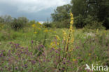 Gewone ossentong (Anchusa officinalis)