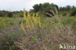 Gewone ossentong (Anchusa officinalis)