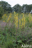 Gewone ossentong (Anchusa officinalis)