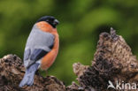 Eurasian Bullfinch (Pyrrhula pyrrhula)
