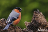 Eurasian Bullfinch (Pyrrhula pyrrhula)