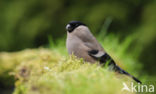 Eurasian Bullfinch (Pyrrhula pyrrhula)