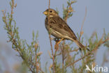 Grauwe Gors (Miliaria calandra) 