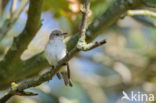 Grauwe Vliegenvanger (Muscicapa striata) 