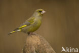 European Greenfinch (Carduelis chloris)