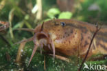 Weatherfish (Misgurnus fossilis)