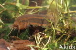 Weatherfish (Misgurnus fossilis)
