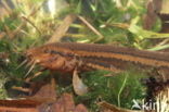 Weatherfish (Misgurnus fossilis)