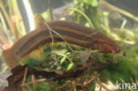 Weatherfish (Misgurnus fossilis)