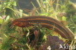 Weatherfish (Misgurnus fossilis)