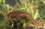 Weatherfish (Misgurnus fossilis)
