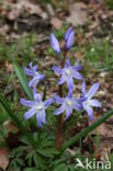 Grote sneeuwroem (Chionodoxa luciliae