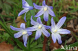 Grote sneeuwroem (Chionodoxa luciliae