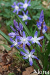 Grote sneeuwroem (Chionodoxa luciliae