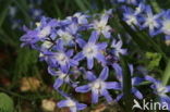 Grote sneeuwroem (Scilla siehei)