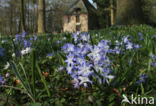 Glory-of-the Snow (Scilla siehei)